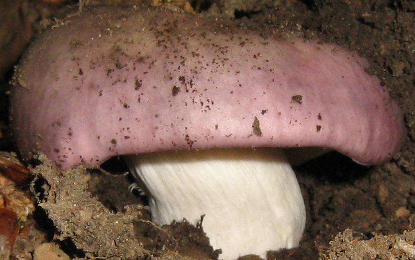 Escursione a Limestre e funghi da identificare